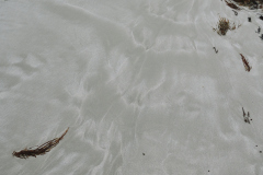 DPP_0003_Kangaroo-Island_sel-fin